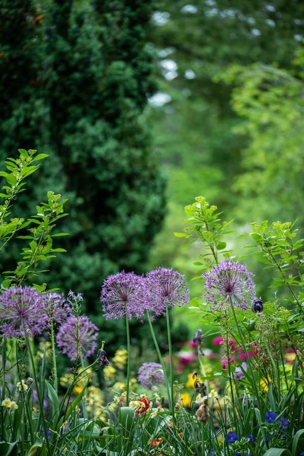 Jardin de plantes toxiques : précautions et entretien